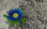 bright blue flower with green leaves growing on a dark gray rock - toughness, strength, resilience, resistance concept