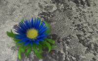 bright blue flower with green leaves growing on a dark gray rock - toughness, strength, resilience, resistance concept