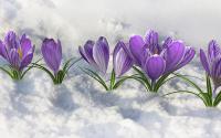 Spring crocus.growing in the snow