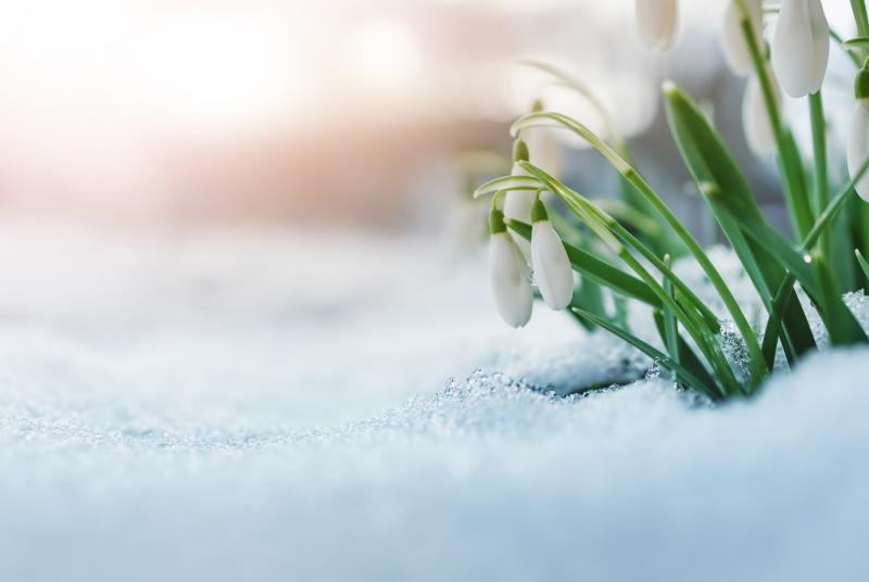 White flowers blooming out of the snow