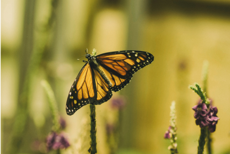 Monarch butterfly